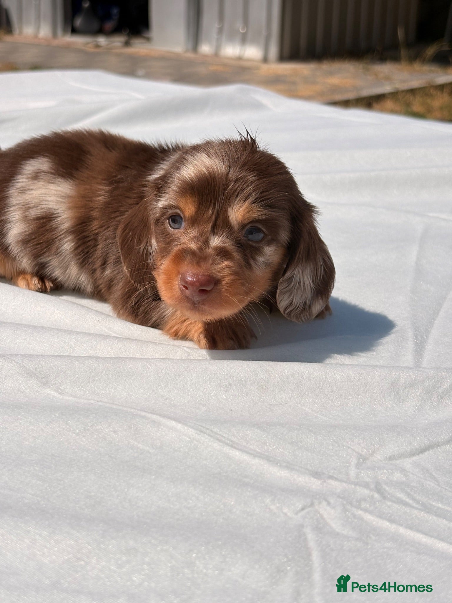 Miniature Dachshund dogs Beautiful mini dachshund  - Advert 7
