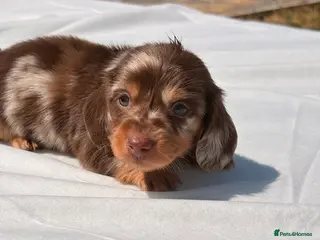 Miniature Dachshund dogs Beautiful mini dachshund - Advert 7