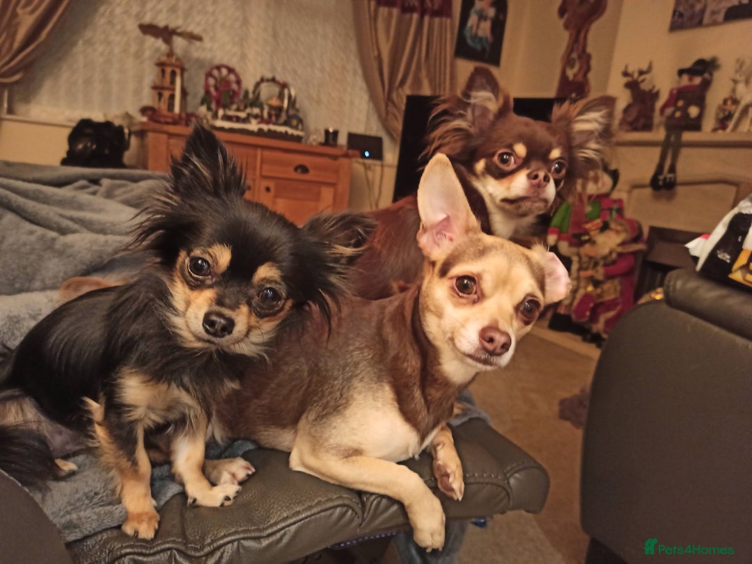 Chihuahua dogs for sale: Toto and Oz - Advert 13