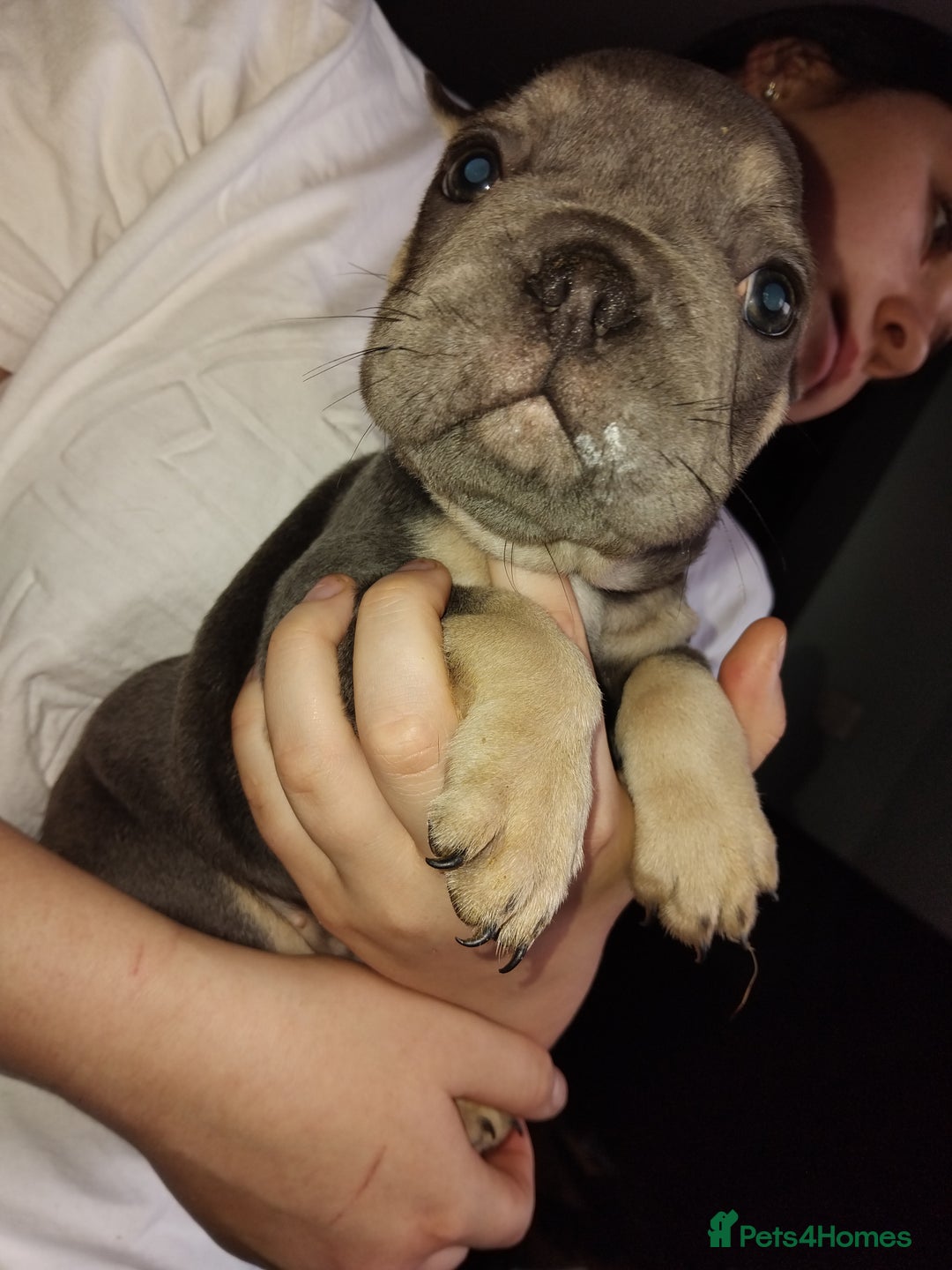 French Bulldog dogs for sale: Beautiful chunky Frenchies - Image 33