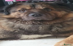 Caucasian Shepherd Dog dogs for sale: 5 year old male - Image 7