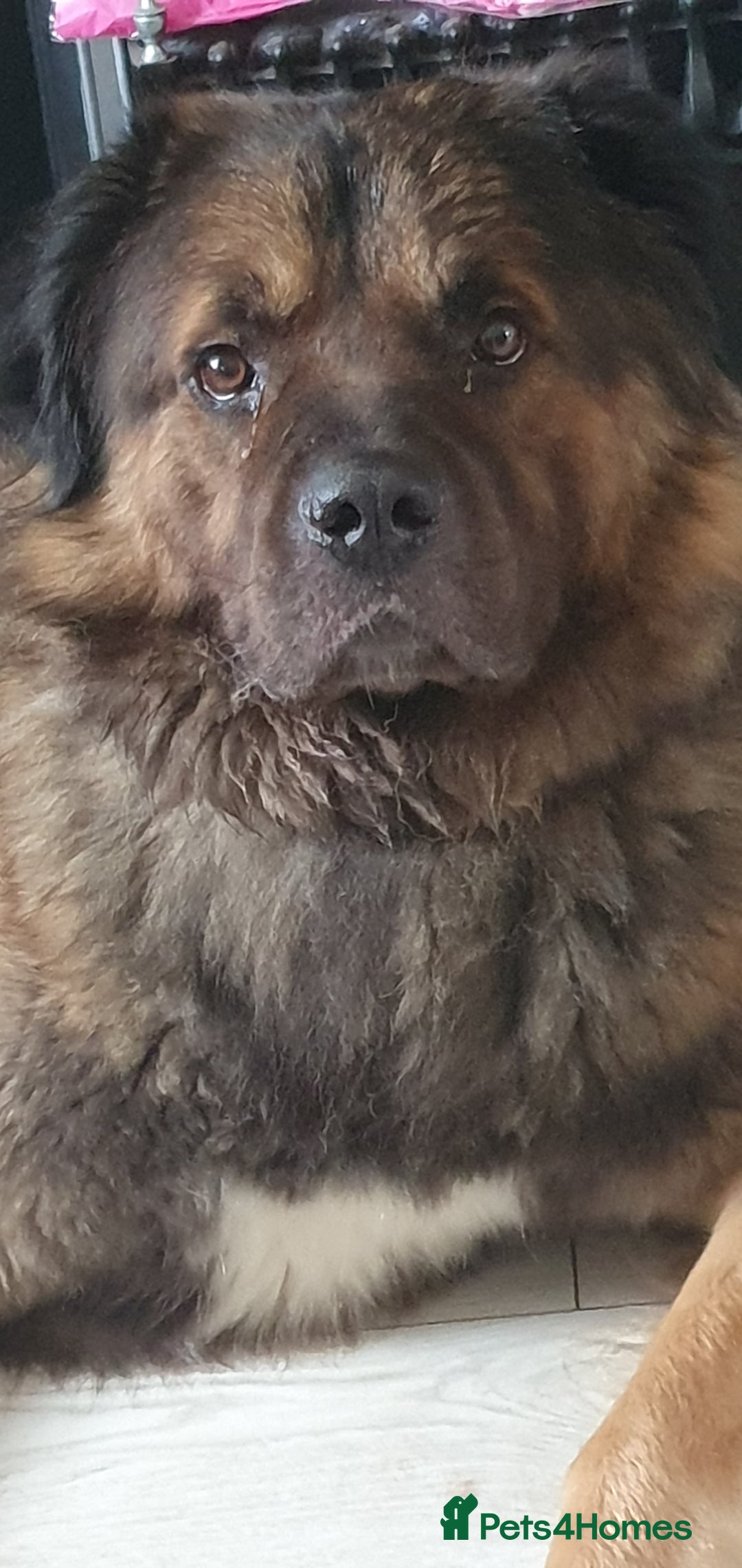 Caucasian Shepherd Dog dogs for sale: 5 year old male - Image 7
