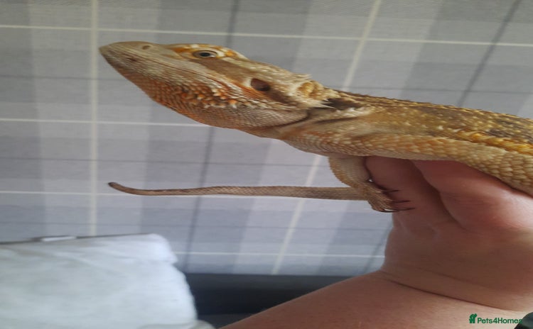 Dragon reptiles - Advert 2