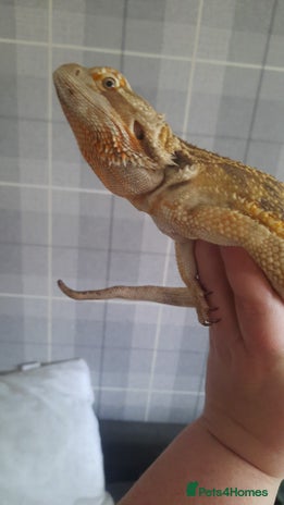 Dragon reptiles - Advert 1