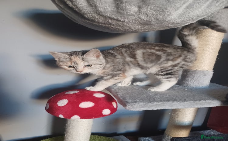 Mixed Breed cats Persian chinchilla Cross kitten  - Advert 14