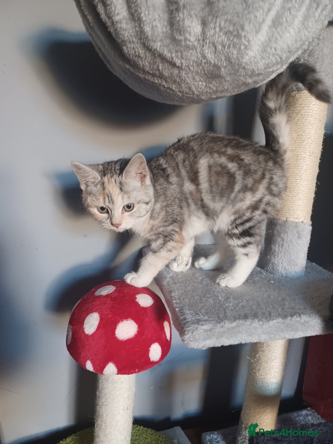 Mixed Breed cats for sale: Persian chinchilla Cross kitten  - Advert 2