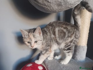 Mixed Breed cats Persian chinchilla Cross kitten - Advert 14