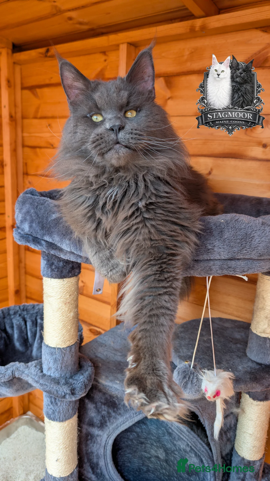 Maine Coon cats for stud: Large Blue Smoke Maine Coon Stud GCCF/TICA  - Advert 2