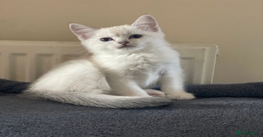 British Shorthair cats - Advert 16