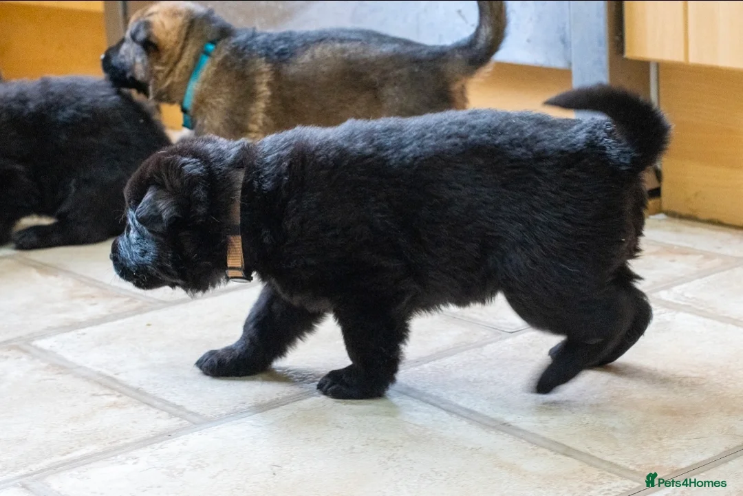 German Shepherd dogs for sale: ** Elite Working GSDs – KC Reg, Health Tested ** - Advert 25
