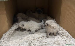 Ragdoll cats for sale: Stunning Ragdoll Kittens Ready soon - Image 10