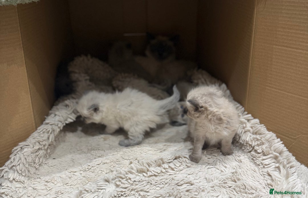 Ragdoll cats for sale: Stunning Ragdoll Kittens Ready soon - Image 10