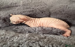 Sphynx cats for sale: 🔥Sphynx and Elf kittens🔥 - Image 13