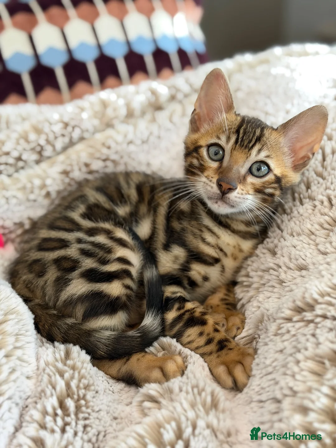 Bengal cats for sale: Bengal kitten for resale - Advert 1