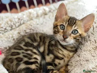 Bengal cats Bengal kitten for resale ASAP - Advert 1