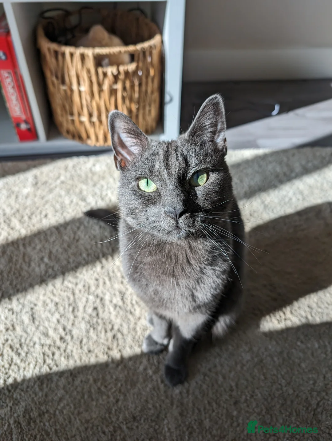 Mixed Breed cats for sale: Affectionate indoor cat looking for loving home - Advert 12