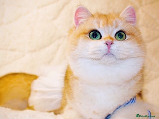 British Shorthair cats Last Golden Chinchilla ny12 boys - Advert 4