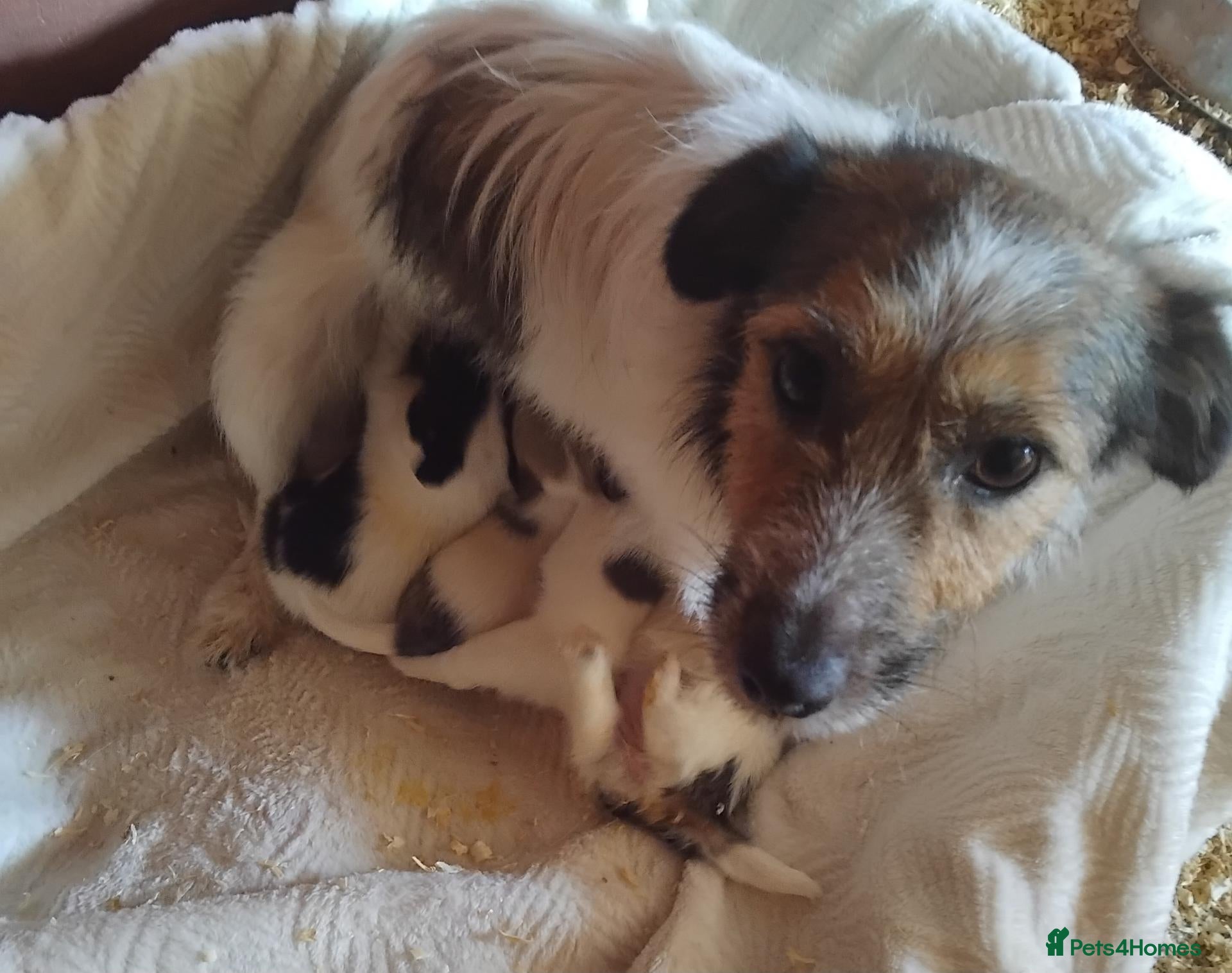 Jack Russell dogs Jack russell pups for sale - Advert 2