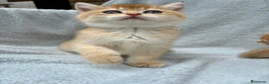 British Shorthair male 