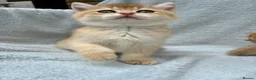 British Shorthair cats for sale: ✨Pedigree golden British shorthair NY12 chinchilla - Advert 10