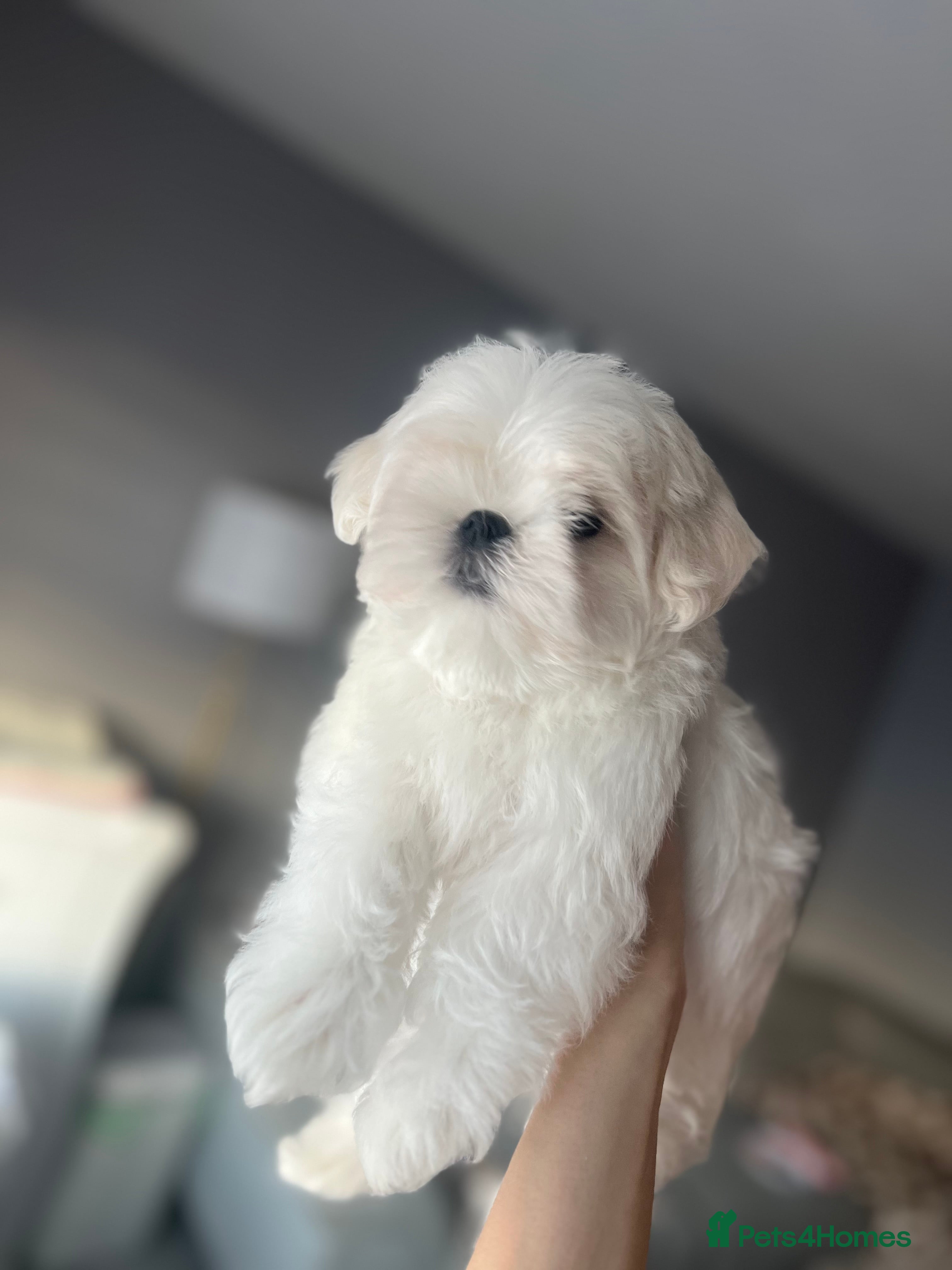 Maltese dogs ✨Gorgeous maltese puppies ✨  - Advert 11