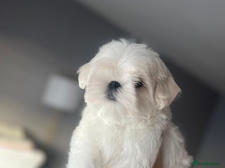Maltese dogs ✨Gorgeous maltese puppies ✨ - Advert 6