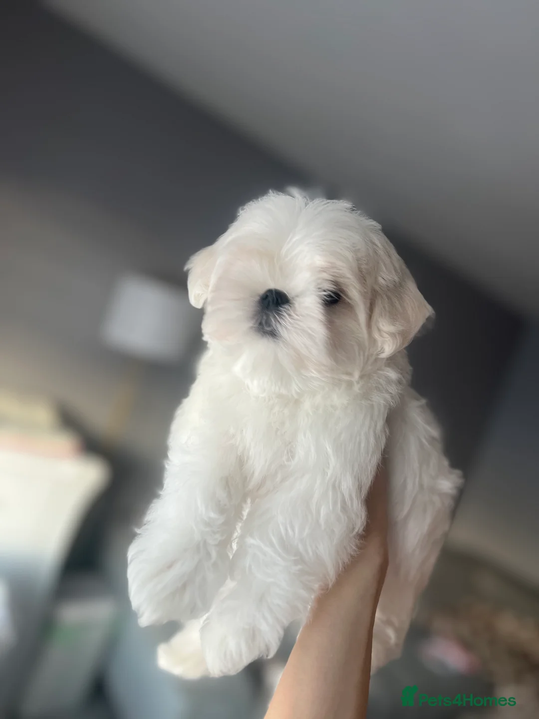 Maltese dogs for sale: Reduced price 💙Maltese cute puppies 💙 - Advert 13