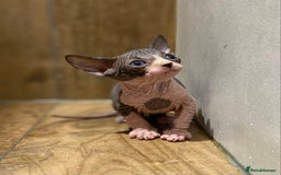 Sphynx cats for sale: Kittens sphinx Canadian girl blue eyes  - Image 5