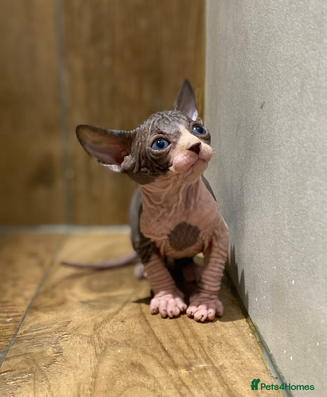 Sphynx cats for sale: Kittens sphinx Canadian girl blue eyes  - Image 5