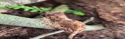 Frog reptiles for sale: white tree frogs. Green/black darts - Advert 6