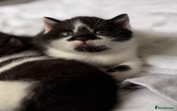 Mixed Breed cats for sale: 🐾 Half British Shorthair Kittens Available! 🐾 - Image 7
