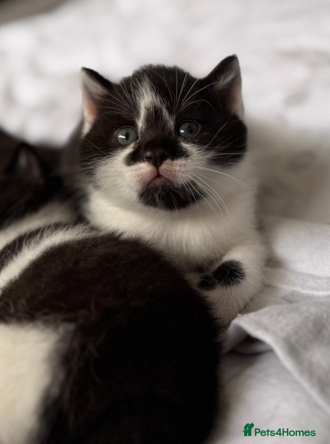 Mixed Breed cats for sale: 🐾 Half British Shorthair Kittens Available! 🐾 - Image 7