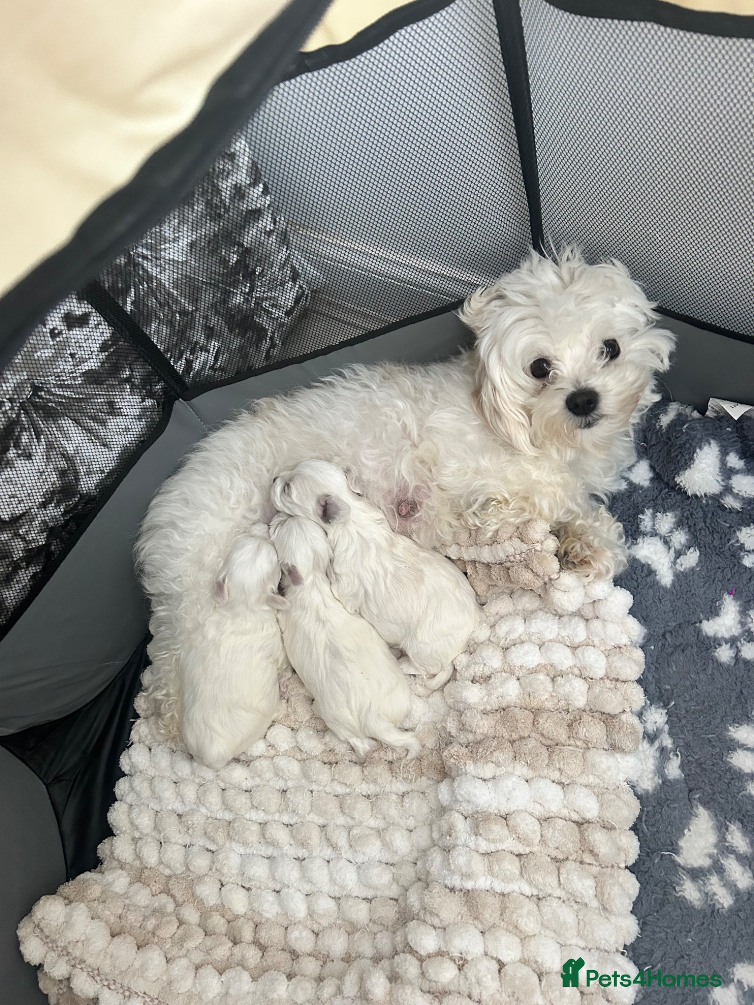 Maltese dogs Malitachon X Korean miniature Maltese ❤️ - Advert 1