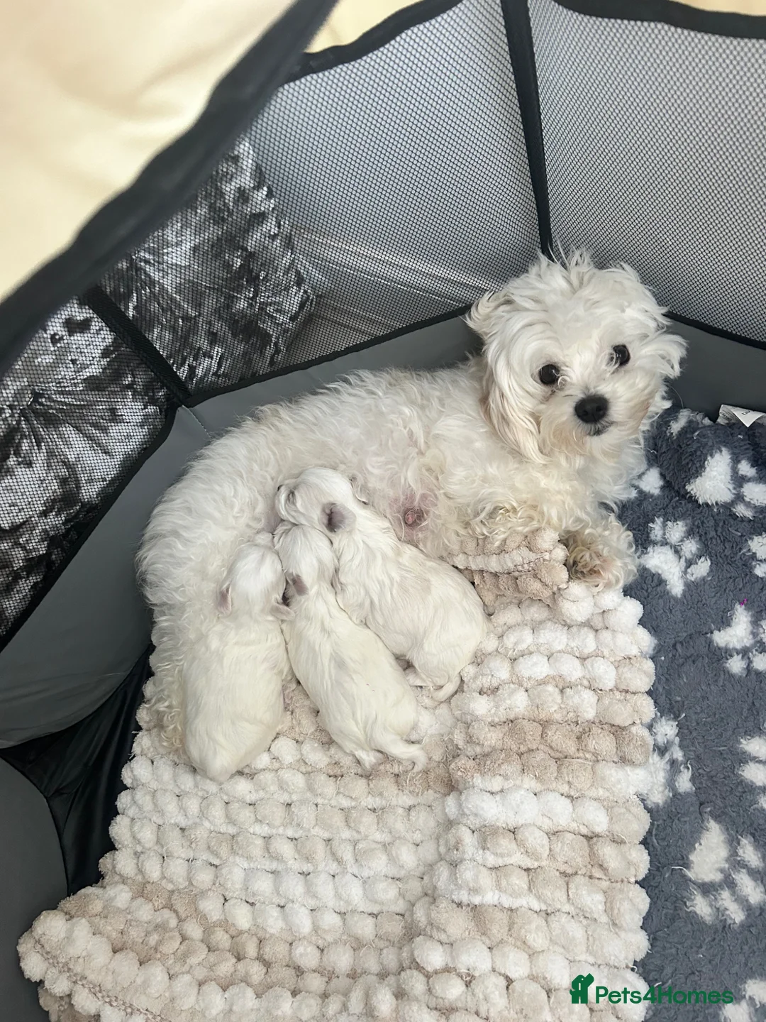 Maltese dogs for sale: Malitachon X Korean miniature Maltese ❤️ in Hebburn - Advert 12