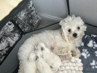 Maltese dogs Malitachon X Korean miniature Maltese ❤️ - Advert 4