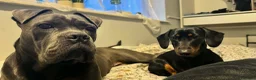 Cane Corso dogs for sale: Nahla  in Pontefract - Advert 5