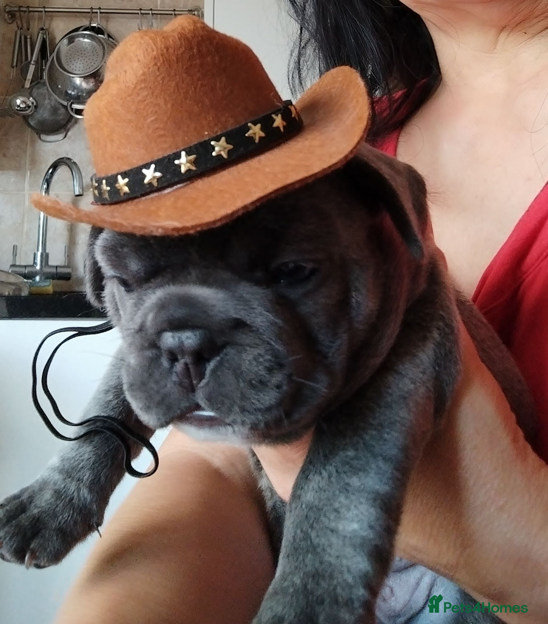 French Bulldog dogs for sale: French bulldog male - Advert 1