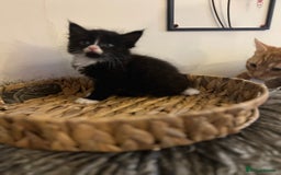 Mixed Breed cats for sale: Fluffy black and white kittens  - Advert 5