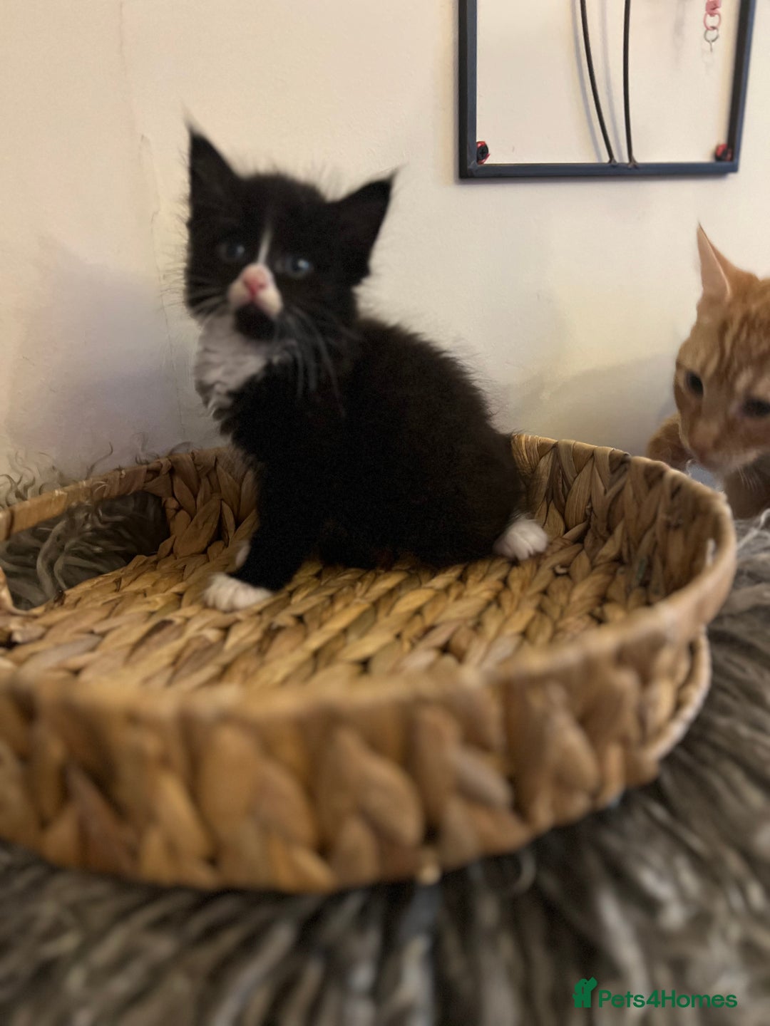 Mixed Breed cats for sale: Fluffy black and white kittens  - Advert 5