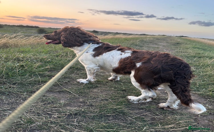English Springer Spaniel dogs - Advert 8