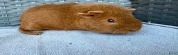 Guinea Pig rodents for sale: Sows mixed ages & breeds - Advert 9