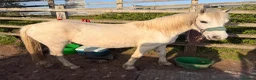Dartmoor horses for sale: 12.2 Dartmoor pony mare - Advert 1