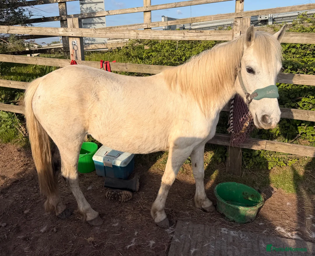 Dartmoor horses for sale: 12.2 Dartmoor pony mare - Advert 1