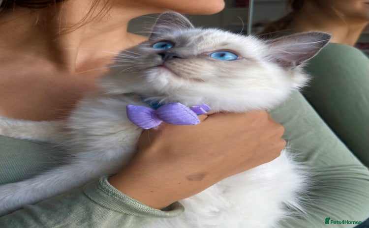 Ragdoll cats for sale - Advert 2