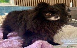 Pomeranian dogs for adoption: Nike – Torn From the Edge of Death - Image 8