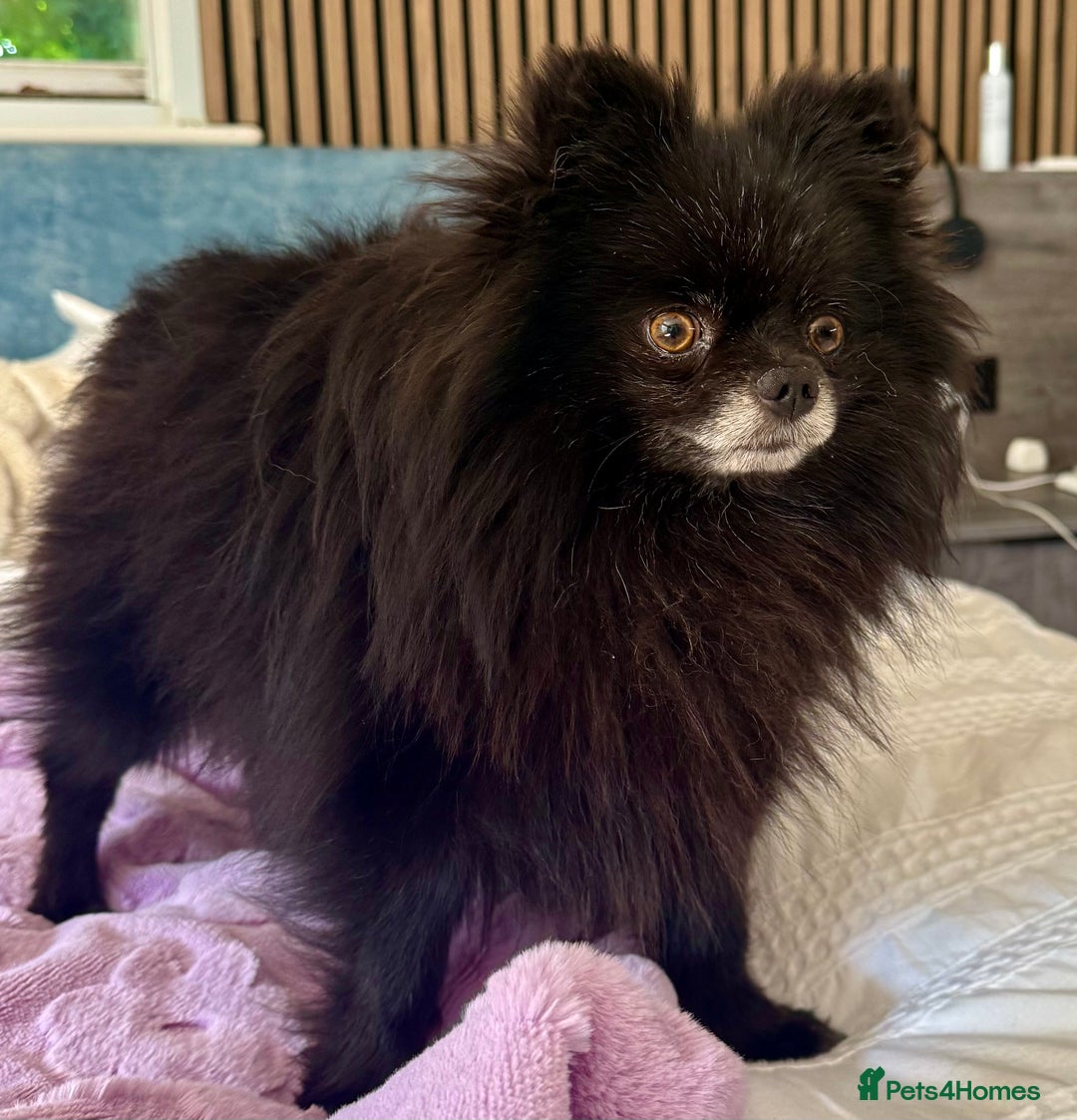 Pomeranian dogs for adoption: Nike – Torn From the Edge of Death - Image 8
