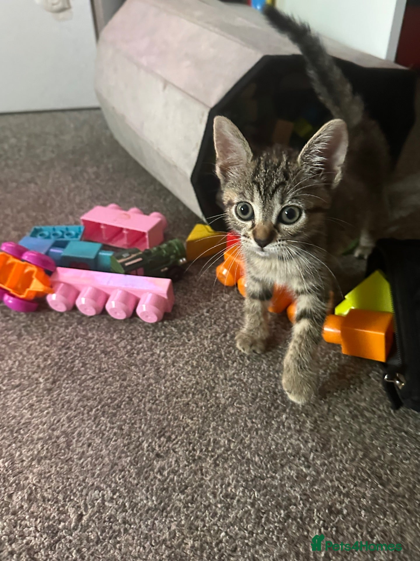 British Shorthair cats Kittens for sale  - Advert 3