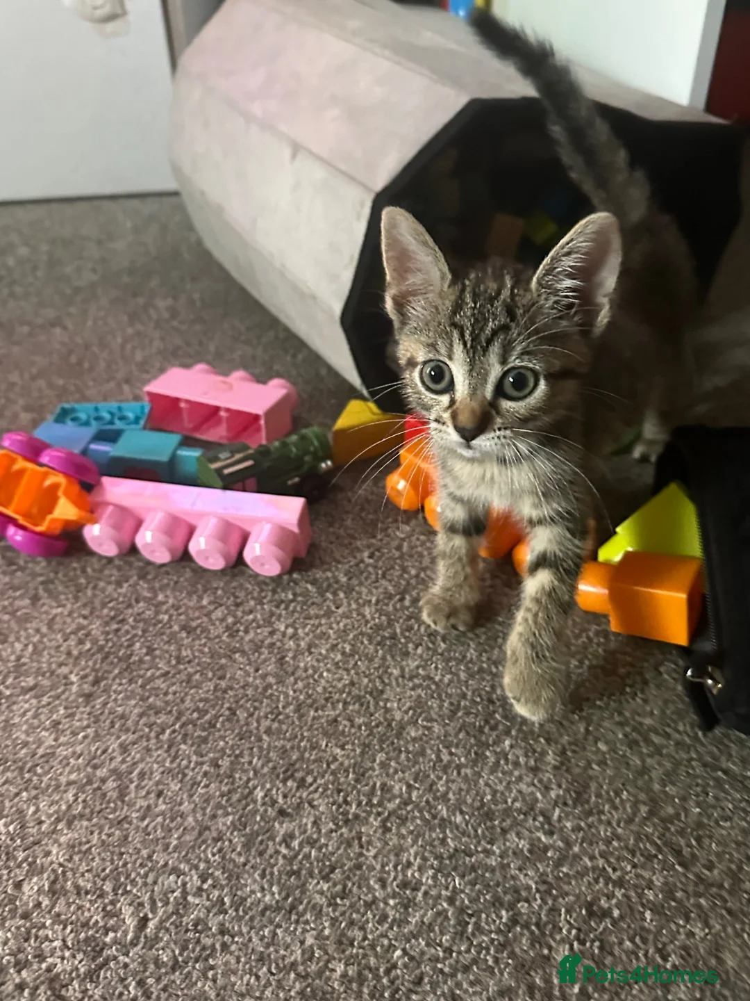 British Shorthair cats for sale: Kittens for sale  - Advert 1