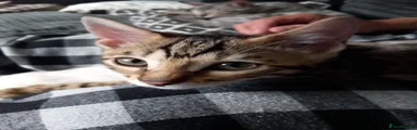 Bengal Kitten 1