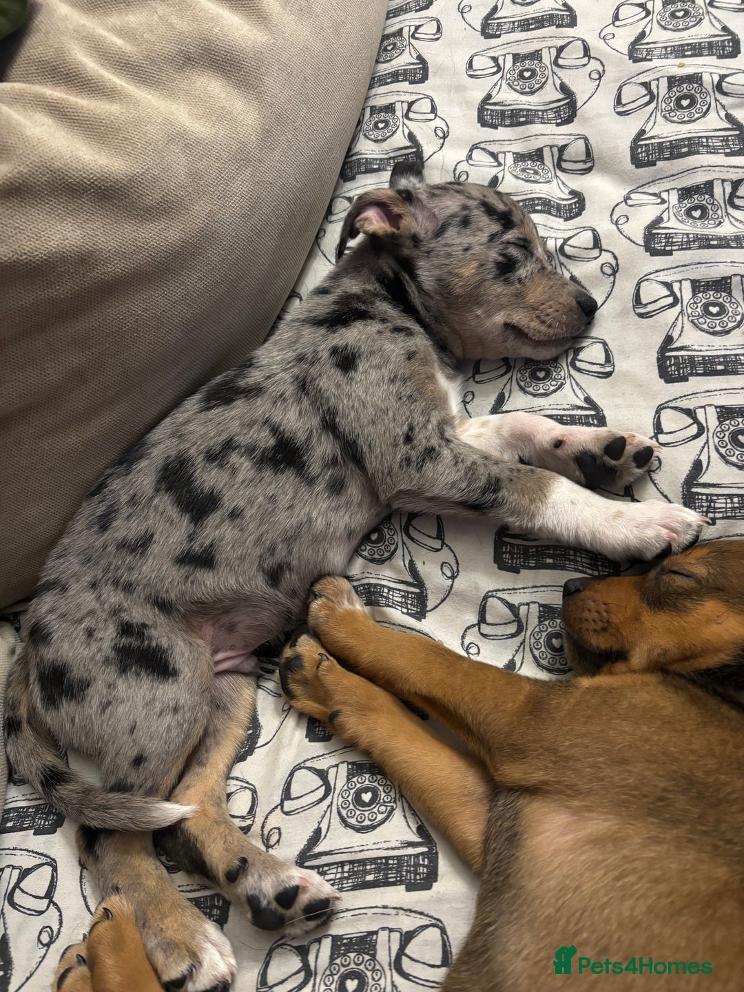 Mixed Breed dogs for sale: Stunning Merle Boy Left - Image 2